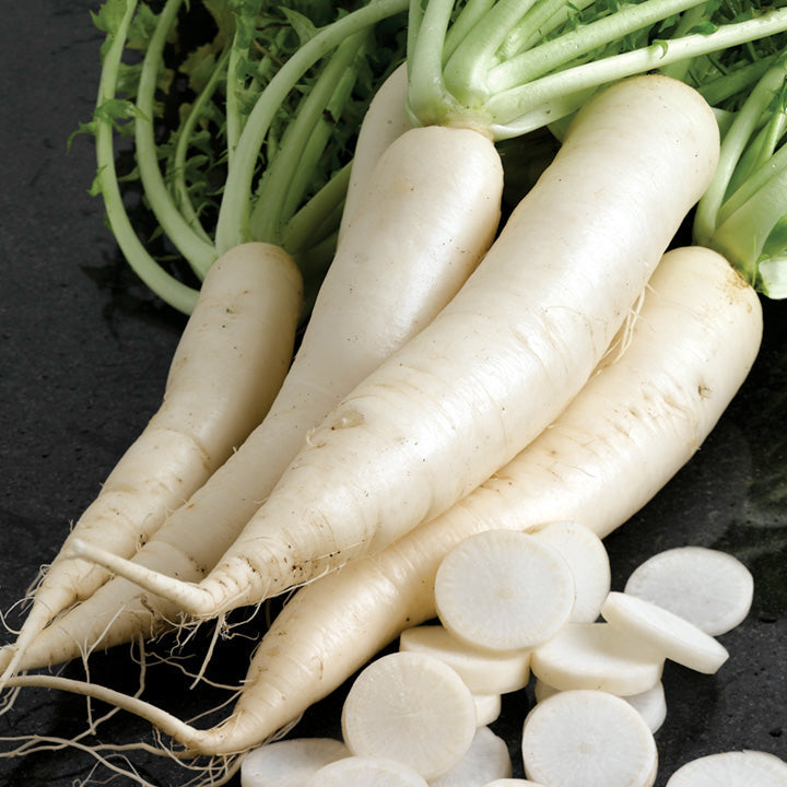 Organic Radish Seeds for Garden Planting