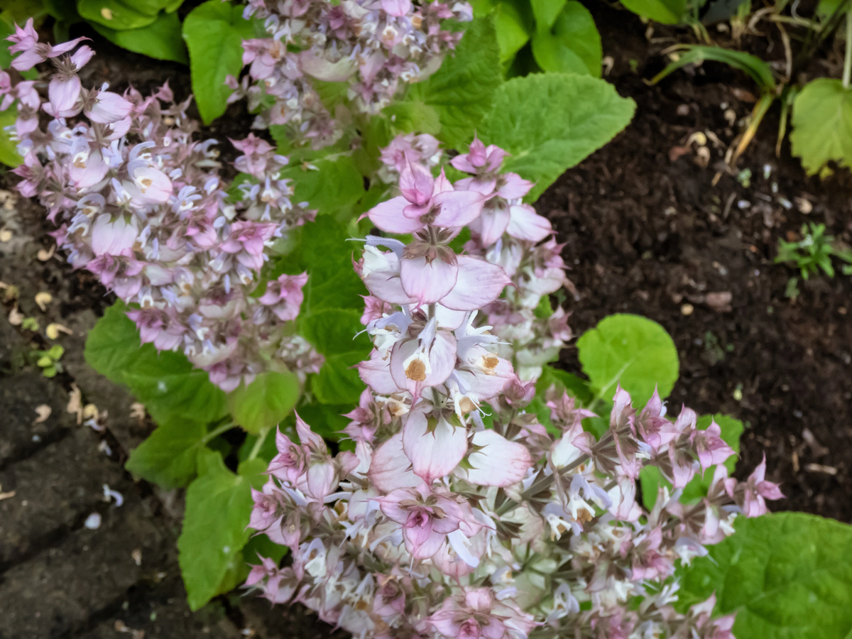 White Swan Clary Sage herb with white blooms