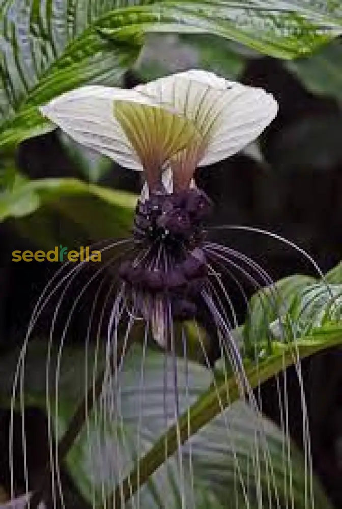 White Tacca Nivea Plant Seeds For Planting  Seed Unique And Exotic Blooms Ideal Adding Elegance