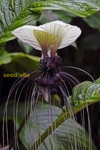 White Tacca Nivea Plant Seeds For Planting  Seed Unique And Exotic Blooms Ideal Adding Elegance