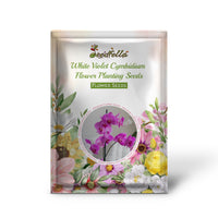 White Violet Cymbidium Flower Seeds