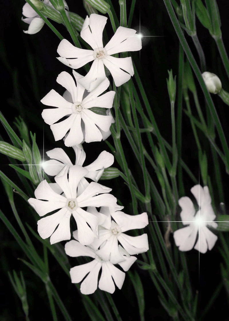 White Ways Campion herb flowering in a natural garden setting