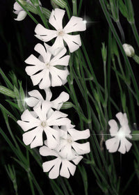 White Ways Campion herb flowering in a natural garden setting
