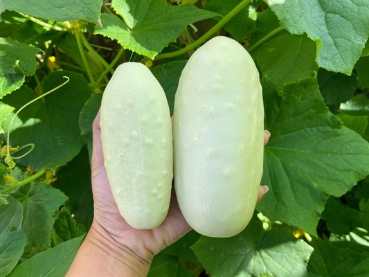 White Wonder Cucumber (Cucumis sativus) seeds for planting