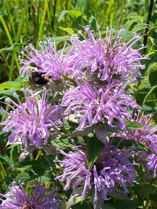 Wild Bergamot Plants in Shaded Garden Border