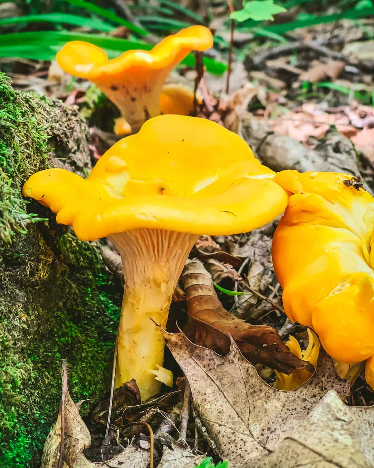 Yellow Chanterelle Mushroom Seeds for Planting