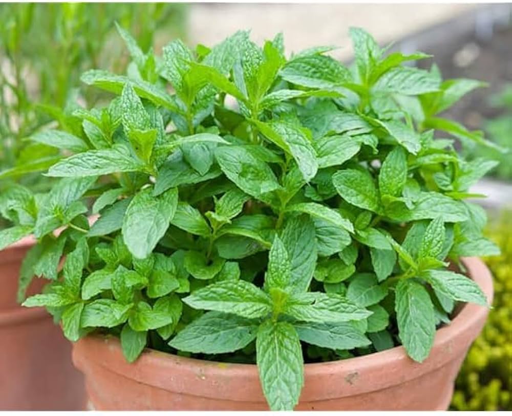 Wild Mint Mentha arvensis seeds for planting