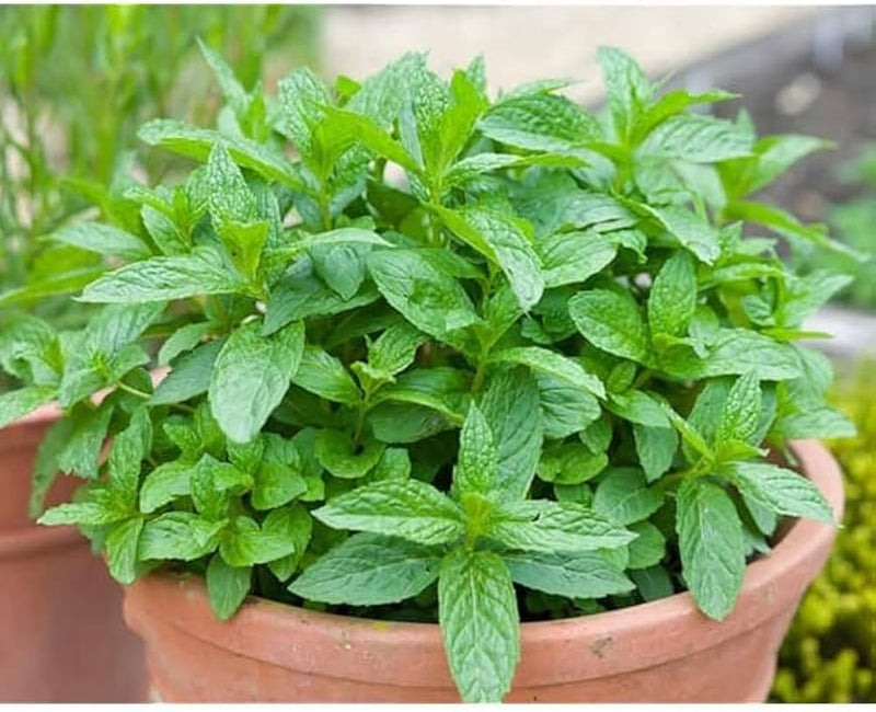 Wild Mint Mentha arvensis seeds for planting
