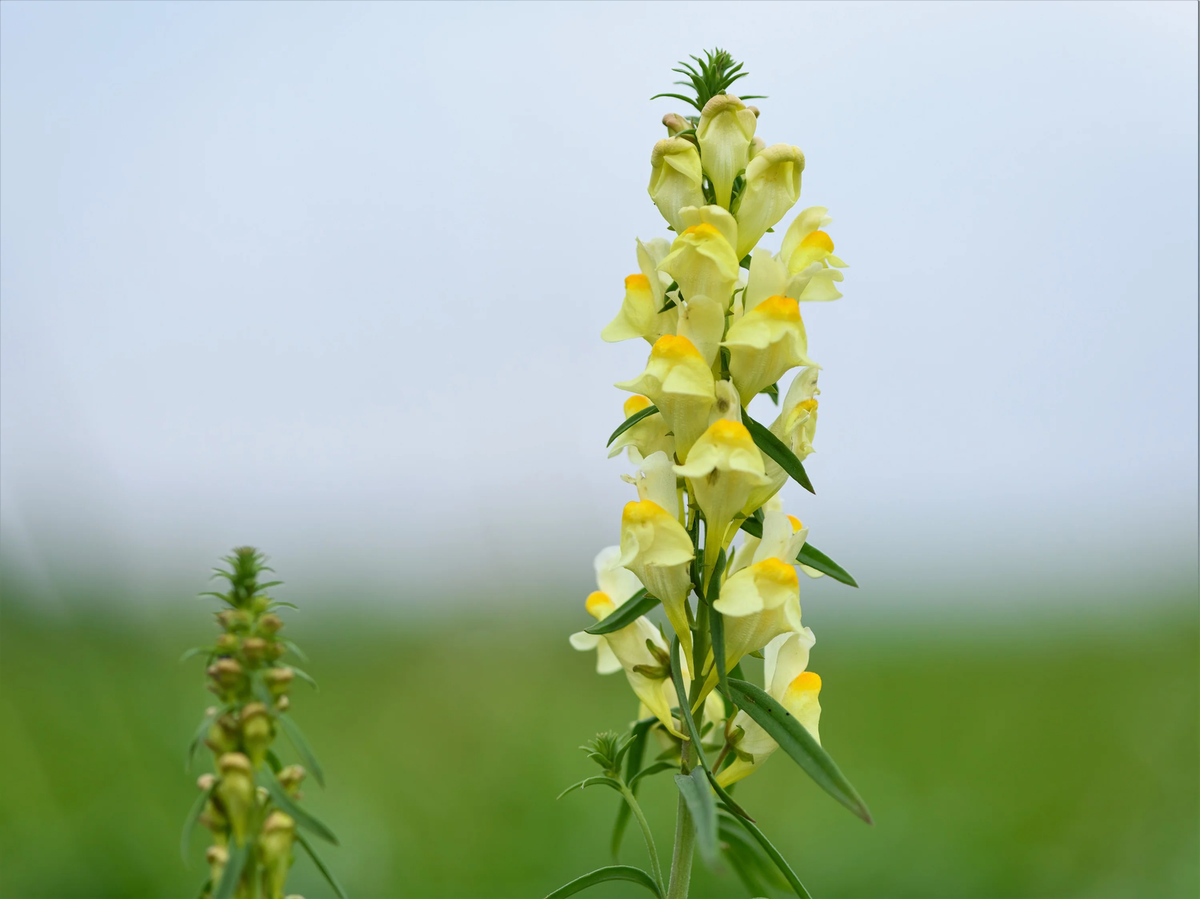 Wild snapdragon Linaria vulgaris growing in garden border