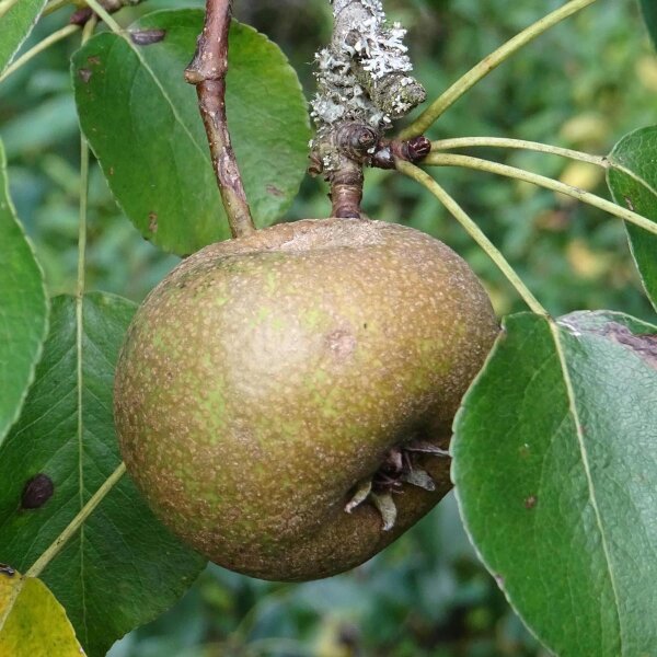 Wild Pear Tree Planting Guide for Fruitful Yields  Seed for Sustainable Growth and Garden Enrichment