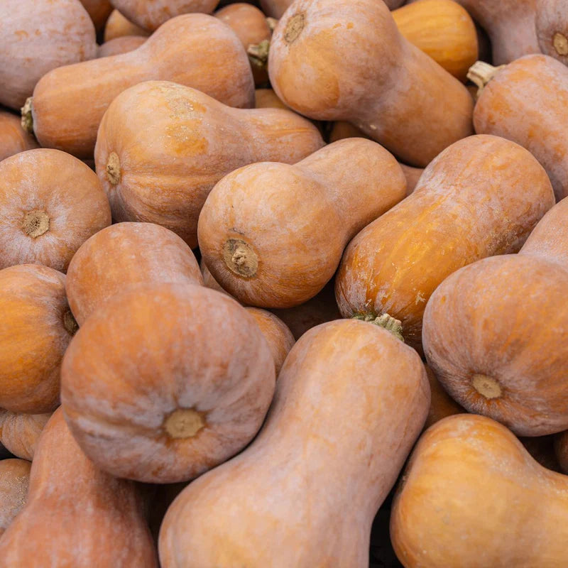Orange Honeynut Vegetable Seeds for Planting