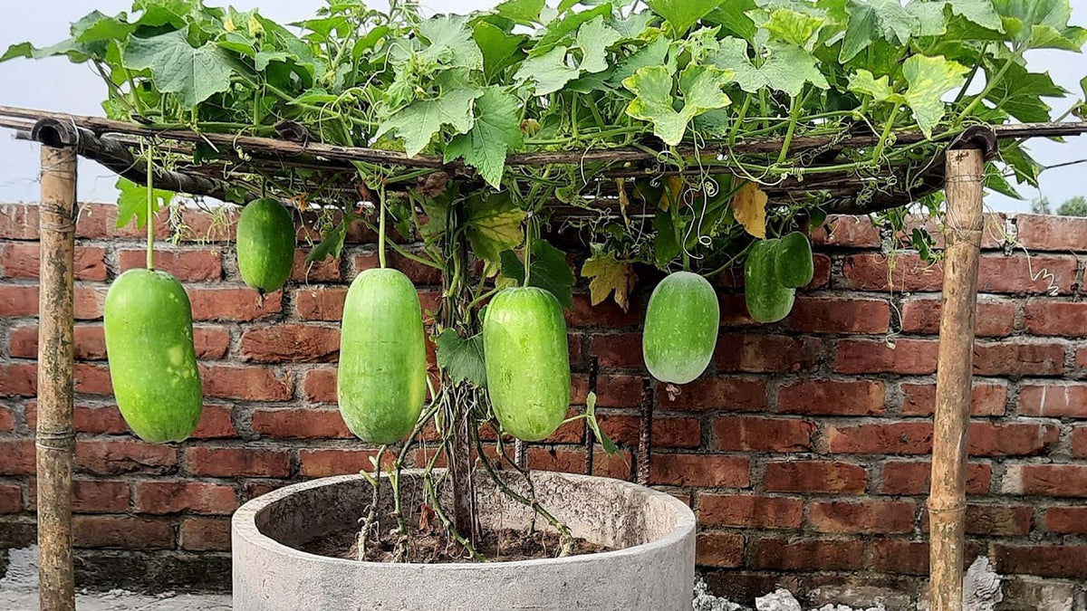 Winter Melon seeds heirloom winter gourd variety for planting