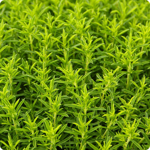 Winter Savory seeds Satureja montana hardy evergreen plant