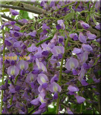 Wisteria Violet Flower Seeds For Planting  Seed Beautifully Cascading Blooms In Your Garden