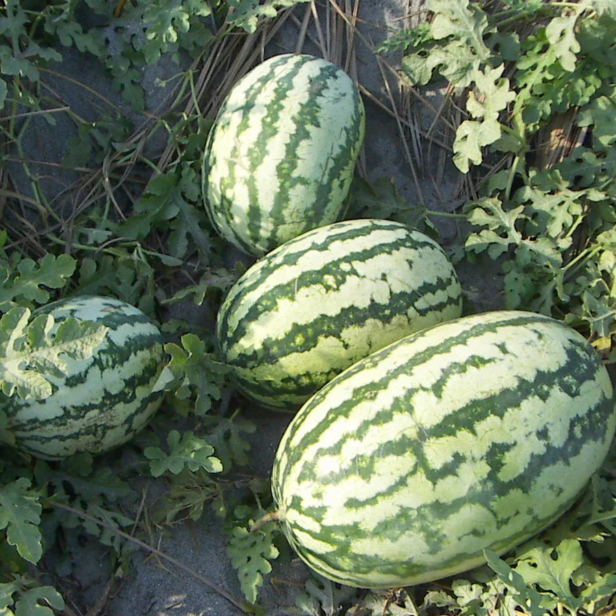 Mixed Watermelon Seeds for Planting | Grow Delicious Watermelon in Your Garden