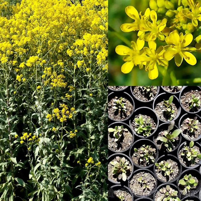 Woad seeds Isatis tinctoria ornamental herb