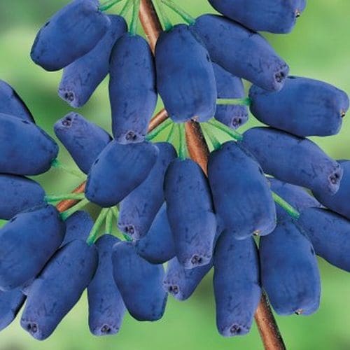 Haskap Fruit Seeds for Planting - Grow Your Own Delicious Haskap Berries