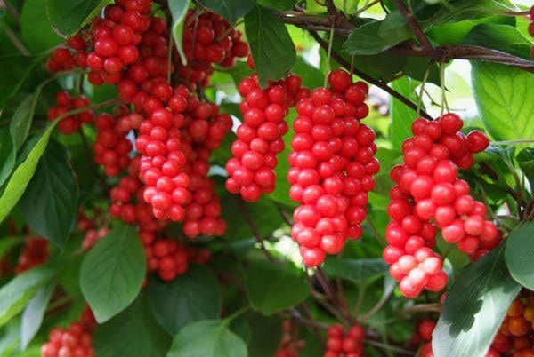 Wu-wei-zi Schisandra chinensis seeds growing on trellis with green foliage