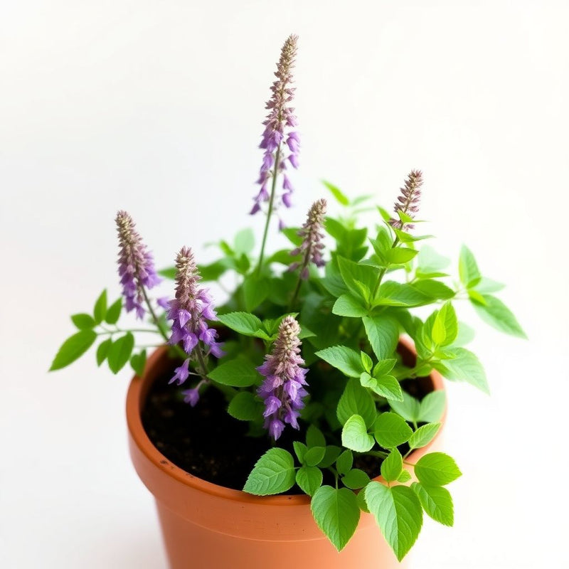 Agastache Mexicana Flower seeds for Planting Hardy Variety Heirloom & GMO Free Seeds for Home Garden