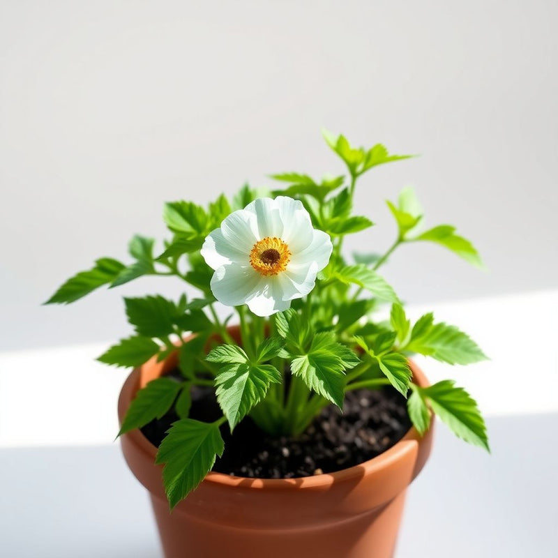 Anemone Flower seeds for Planting - Easy to Grow, Heirloom & GMO Free Seeds for Home Garden