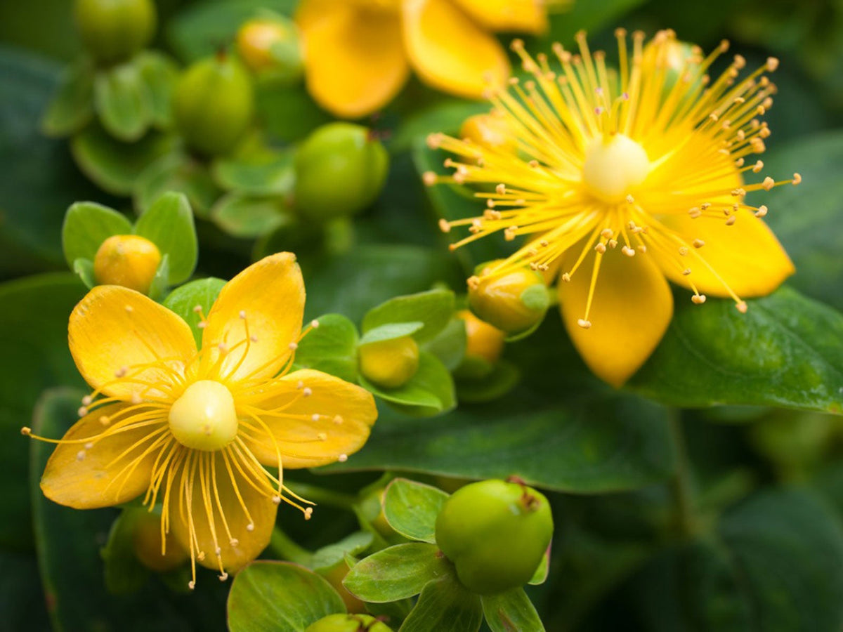 Herbal Garden Seeds, St. John's Wort Planting Seeds
