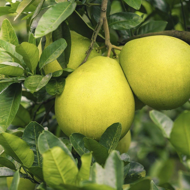 Pomelo Fruit Seeds for Planting - Grow Exotic Citrus Fruit at Home, Sweet & Juicy Pomelo Tree Seeds
