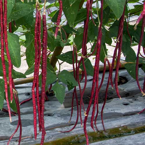 Red Long Bean Vegetable Seeds for Gardens