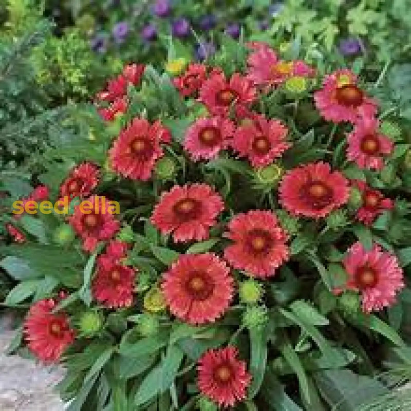 Yellow And Red Arizona Flower Seeds For Planting