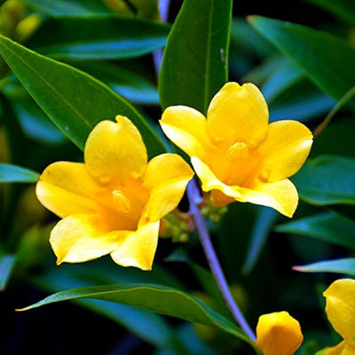 100 Pcs