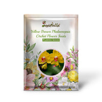 Yellow Brown Phalaenopsis Orchid Flower Seeds