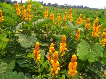 Yellow Candlestick flower seeds for vibrant garden blooms