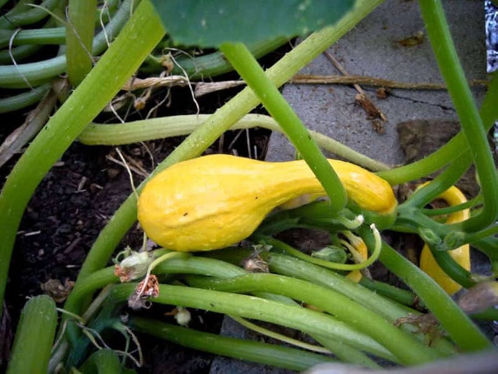 Bright Yellow Crookneck Squash seeds for vegetable patches