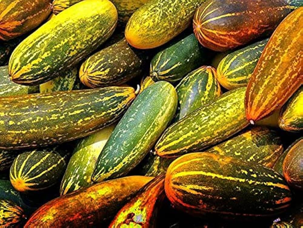 Yellow cucumber plant growing from heirloom cucumber seeds