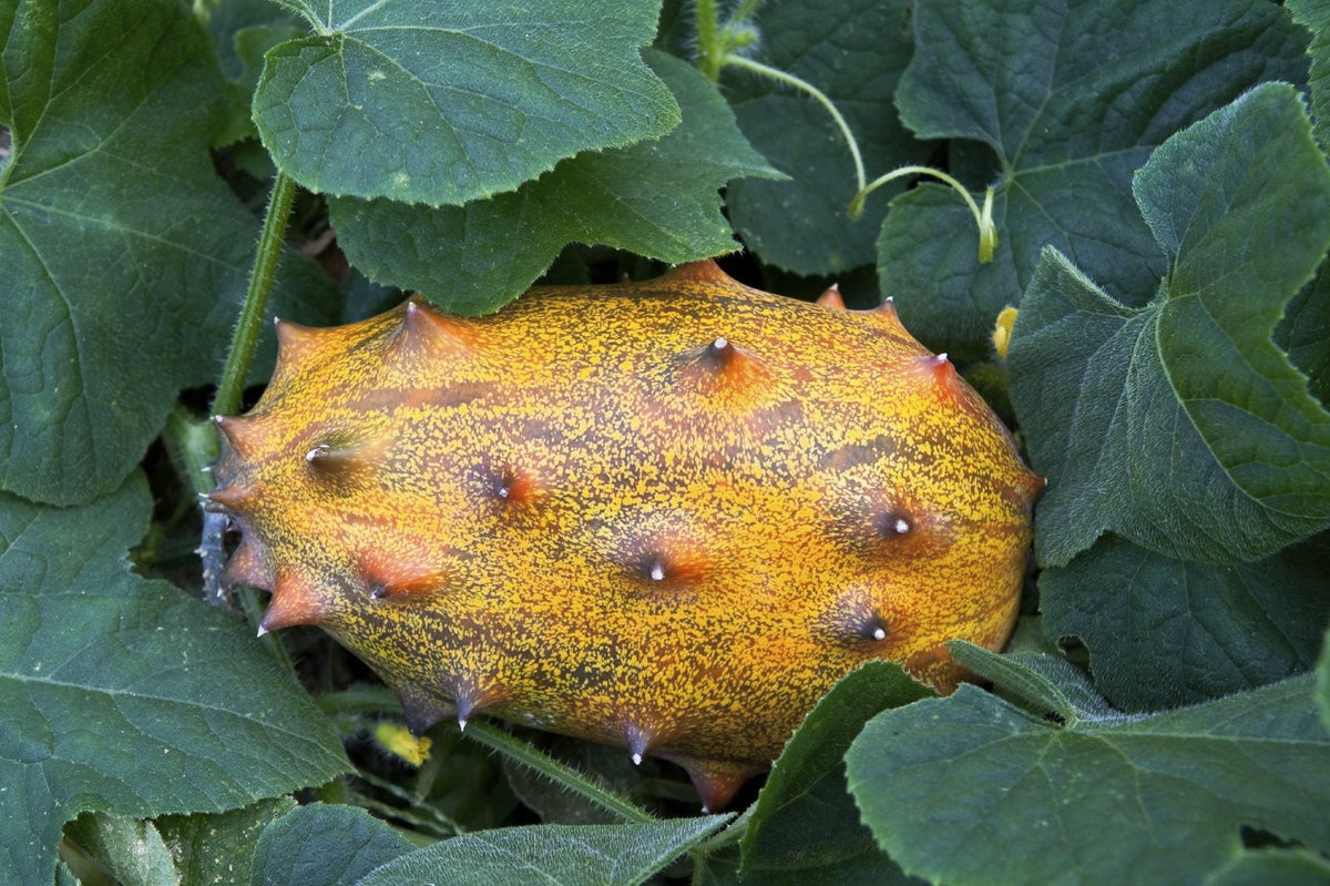 Yellow Cucumis metuliferus seeds for planting
