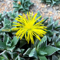Yellow Faucaria Tigrina seeds for vibrant succulent blooms
