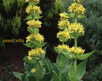 Yellow Gentian Flower Seeds For Planting - Vibrant Perennial Blooms Your Garden