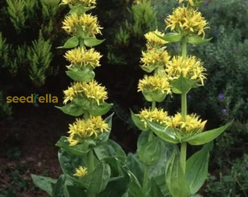 Yellow Gentian Flower Seeds For Planting - Vibrant Perennial Blooms Your Garden