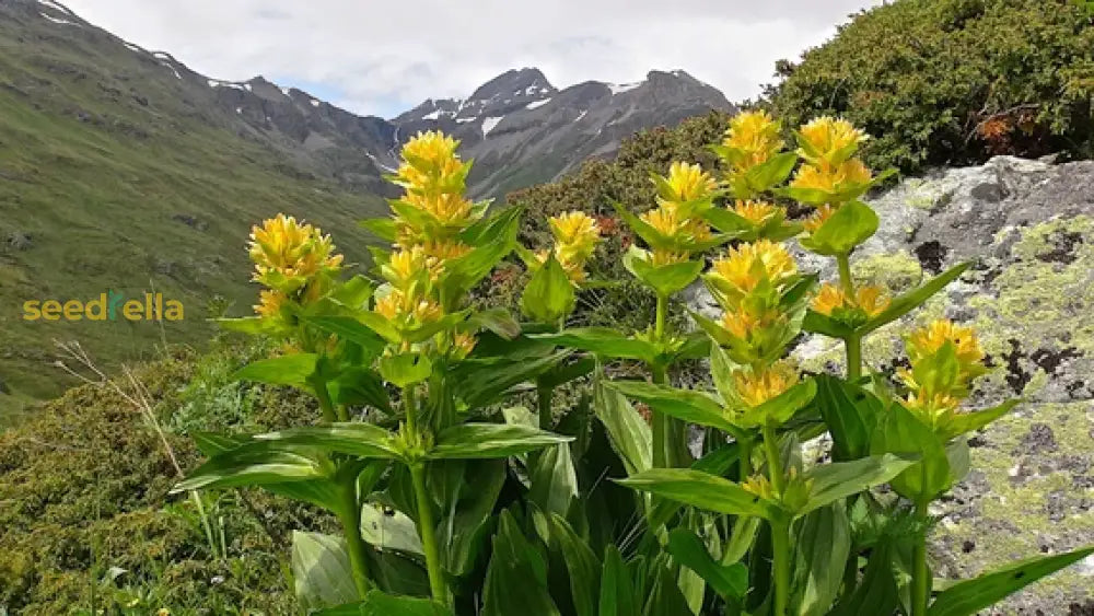Yellow Gentian Flower Seeds For Planting - Vibrant Perennial Blooms Your Garden