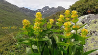 Yellow Gentian Flower Seeds For Planting - Vibrant Perennial Blooms Your Garden