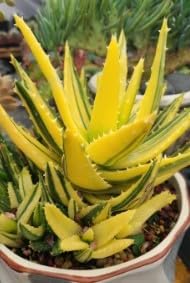 Yellow Green Aloe seeds for planting in home and container gardens