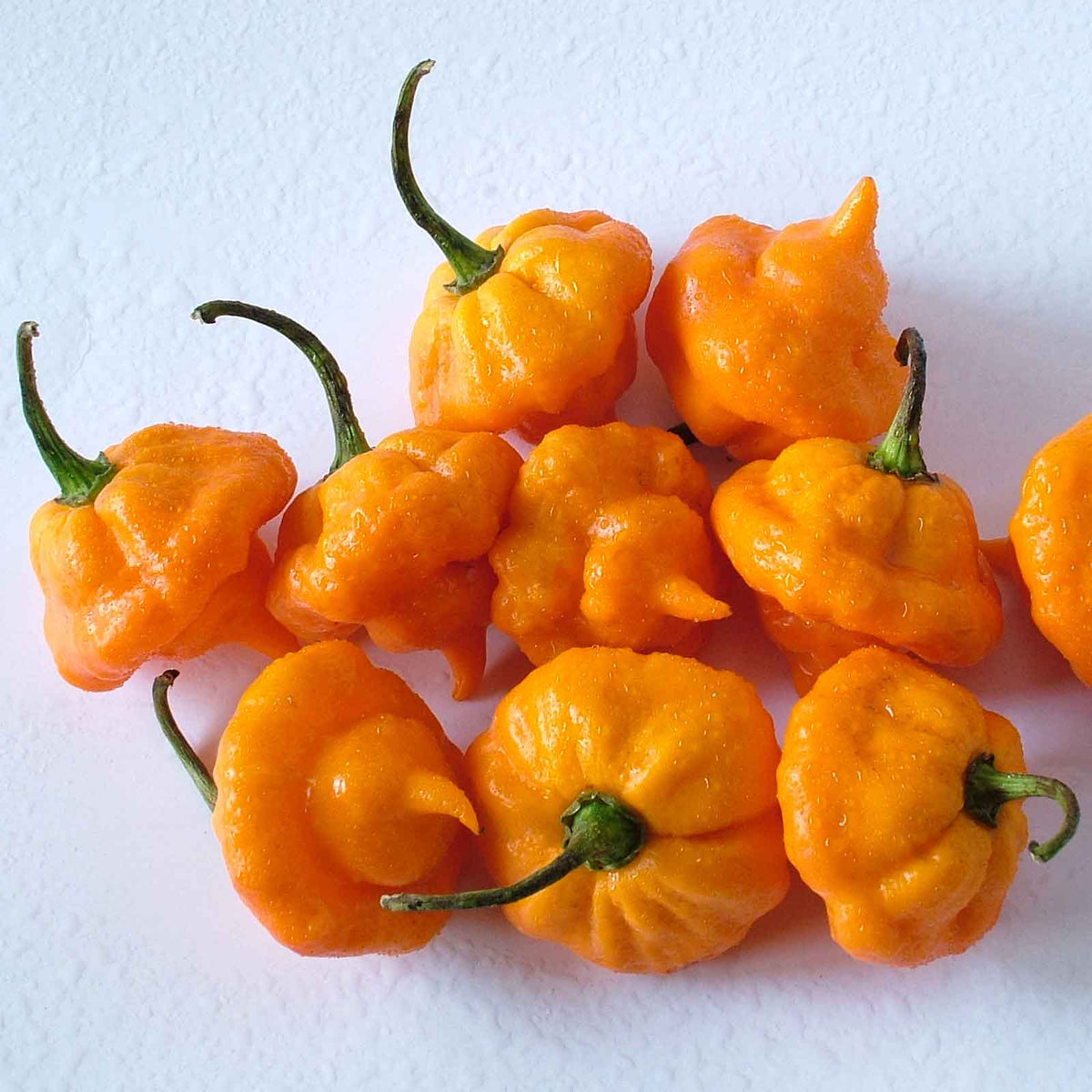 Freshly harvested Yellow Jamaicano vegetables from garden