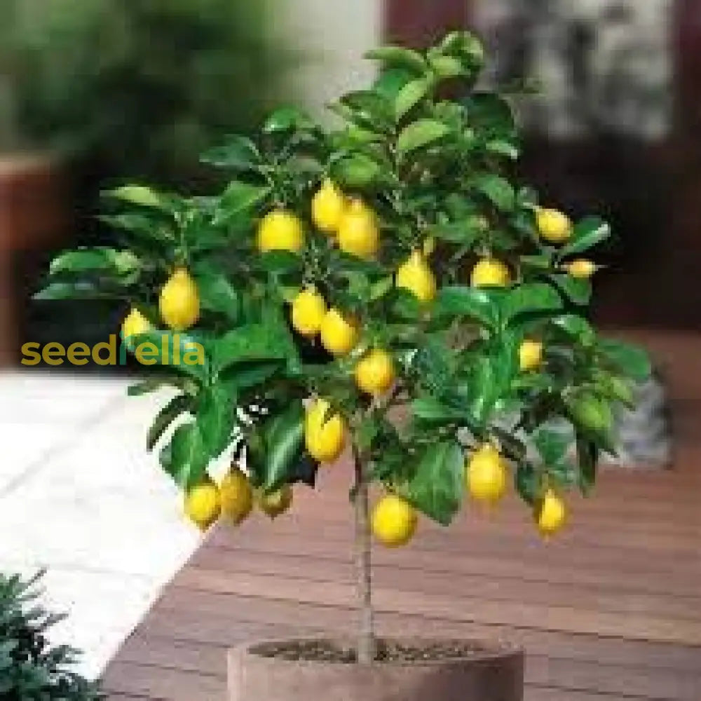 Yellow Lemon Seeds for Easy Planting