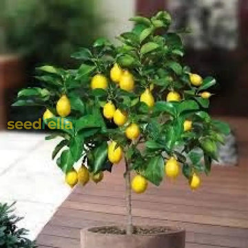 Yellow Lemon Seeds for Easy Planting