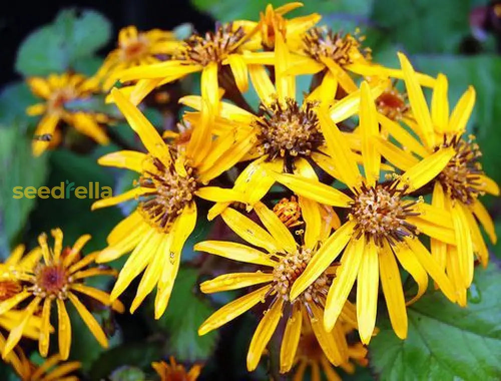 Yellow Ligularia Plant Seeds Planting Guide