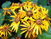 Yellow Ligularia Plant Seeds Planting Guide