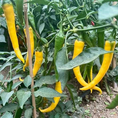 Yellow Pepper Vegetable Seeds for Planting