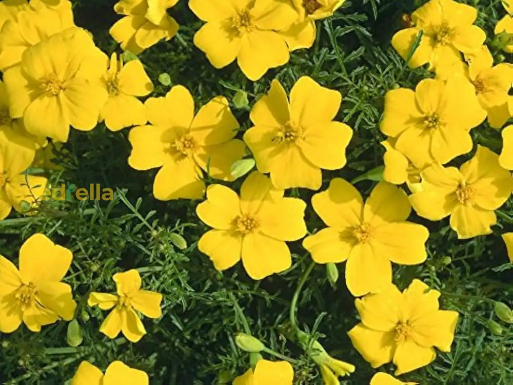 Yellow Signet Marigold seeds for borders and garden beds