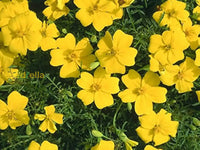 Yellow Signet Marigold seeds for borders and garden beds