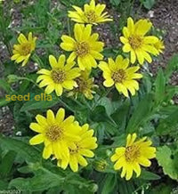 Yellow Meadow Arnica Flower Seeds For Planting - Brighten Your Garden With Vibrant Blooms