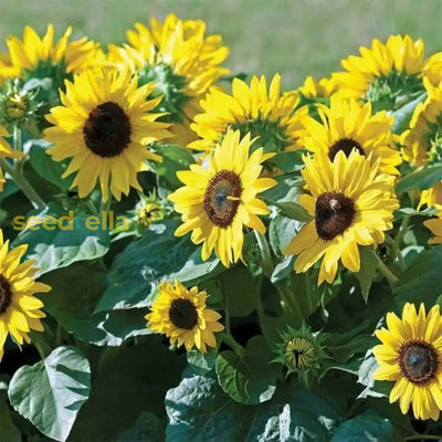 100 Pcs